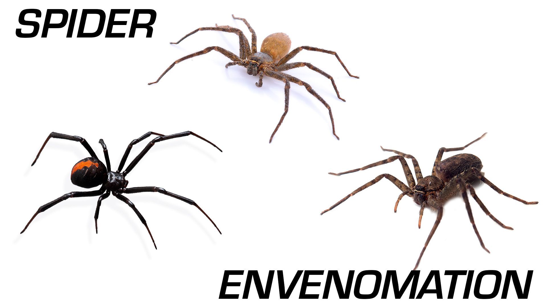 spider envenomation
