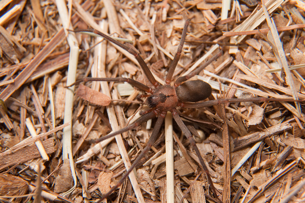 Spider Envenomation AdobeStock 122909526