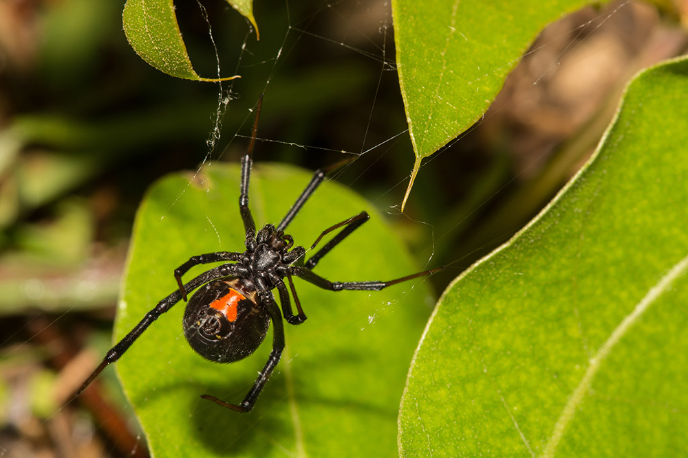 Spider Envenomation AdobeStock 143710662