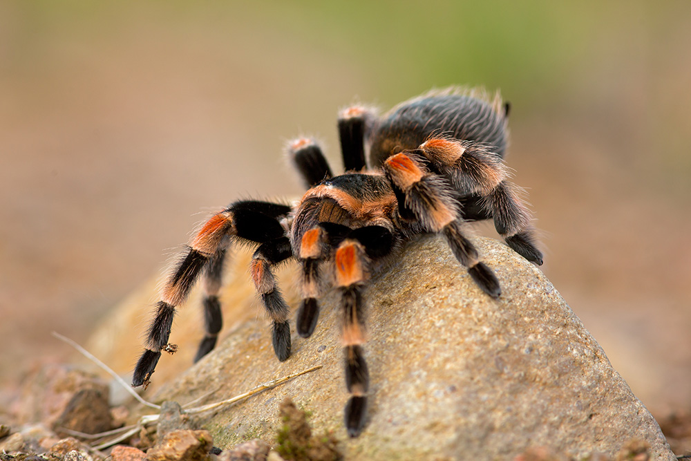 spider envenomation AdobeStock 185667588