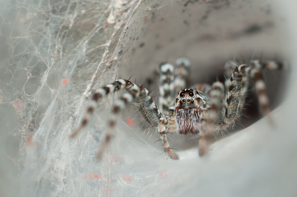 Spider Envenomation AdobeStock 57284624