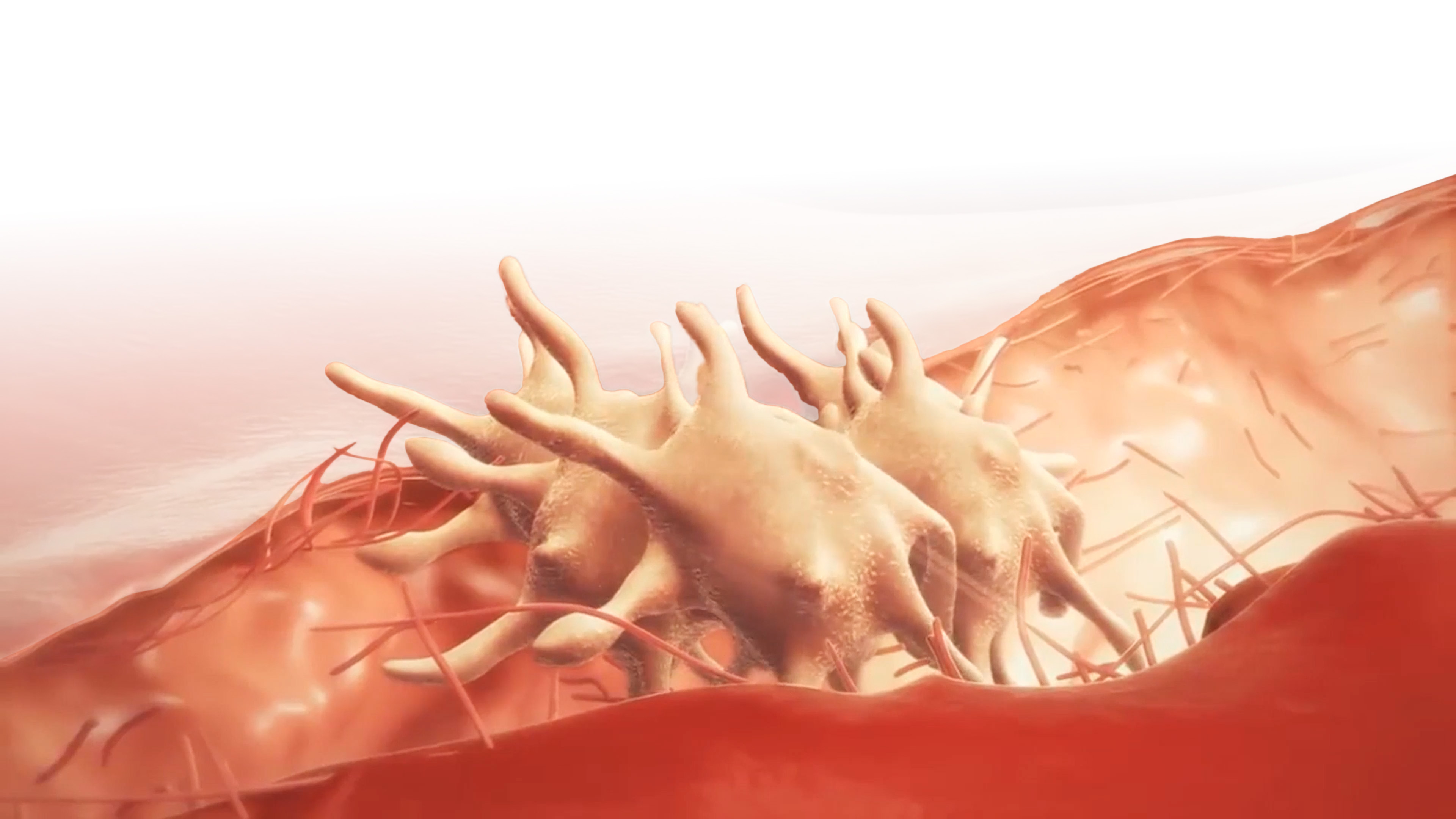 platlets forming - what's platelets blog platlets forming
